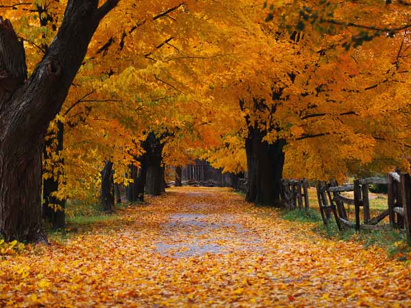windows-xp-desktop-background-wallpaper-autumn-800x600.jpg